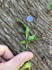 Commelina diffusa diffusa