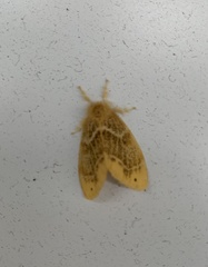 Arna pseudoconspersa