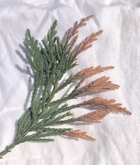 Diaporthe juniperivora