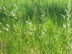 Poa trivialis sylvicola