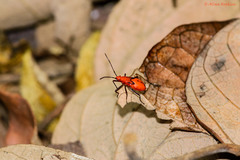 Dysdercus sanguinarius