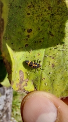 Eriopis connexa