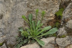 Anarrhinum bellidifolium