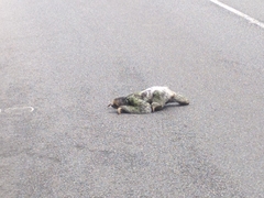 Bradypus tridactylus