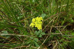 Lomatium bradshawii