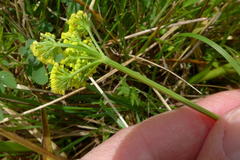 Lomatium bradshawii