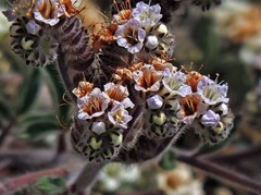 Phacelia secunda