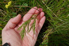 Lomatium bradshawii