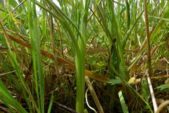 Lomatium bradshawii