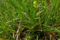 Lomatium bradshawii