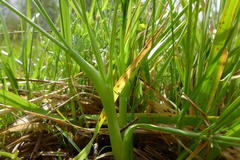 Lomatium bradshawii