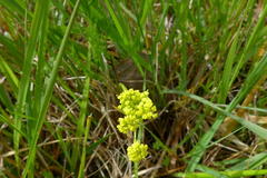 Lomatium bradshawii