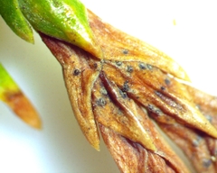 Diaporthe juniperivora