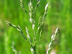 Poa trivialis sylvicola
