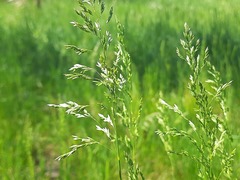 Poa trivialis sylvicola