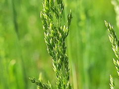Poa trivialis sylvicola