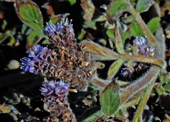 Phacelia secunda
