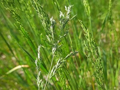 Poa trivialis sylvicola
