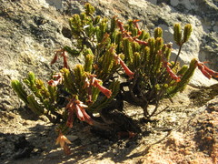 Erica leucosiphon