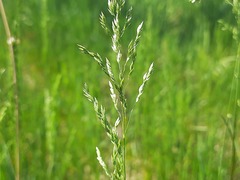 Poa trivialis sylvicola