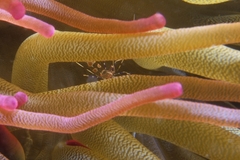 Periclimenes yucatanicus