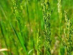 Poa trivialis sylvicola