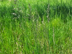 Poa trivialis sylvicola
