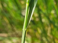 Poa trivialis sylvicola
