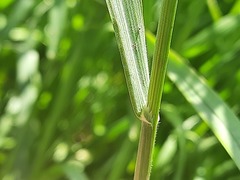 Bromus sterilis