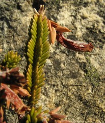 Erica leucosiphon