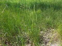 Poa trivialis sylvicola