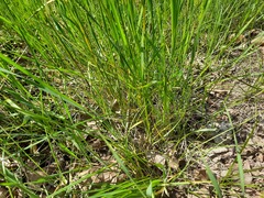 Poa trivialis sylvicola