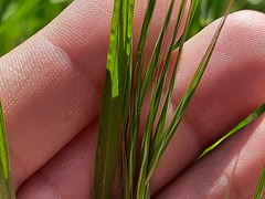 Bromus sterilis