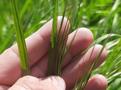 Bromus sterilis