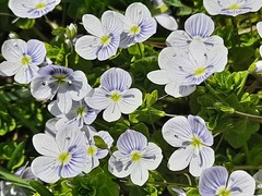 Veronica filiformis
