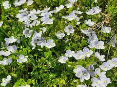 Veronica filiformis