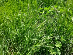 Bromus sterilis