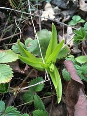 Melanthiaceae