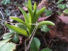 Melanthiaceae