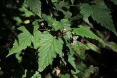 Rubus trianthus