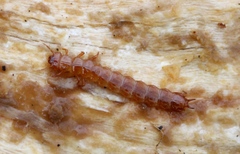 Cucujus cinnaberinus