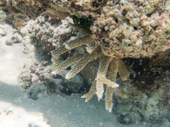 Acropora intermedia