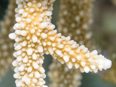 Acropora intermedia