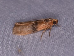 Meroptera cviatella