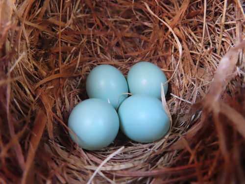 Eastern Bluebird photographed in Indiana