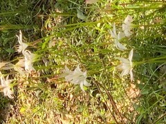Zephyranthes
