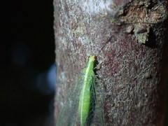 Chrysopodes collaris