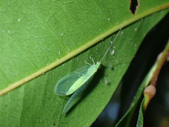 Chrysopodes collaris