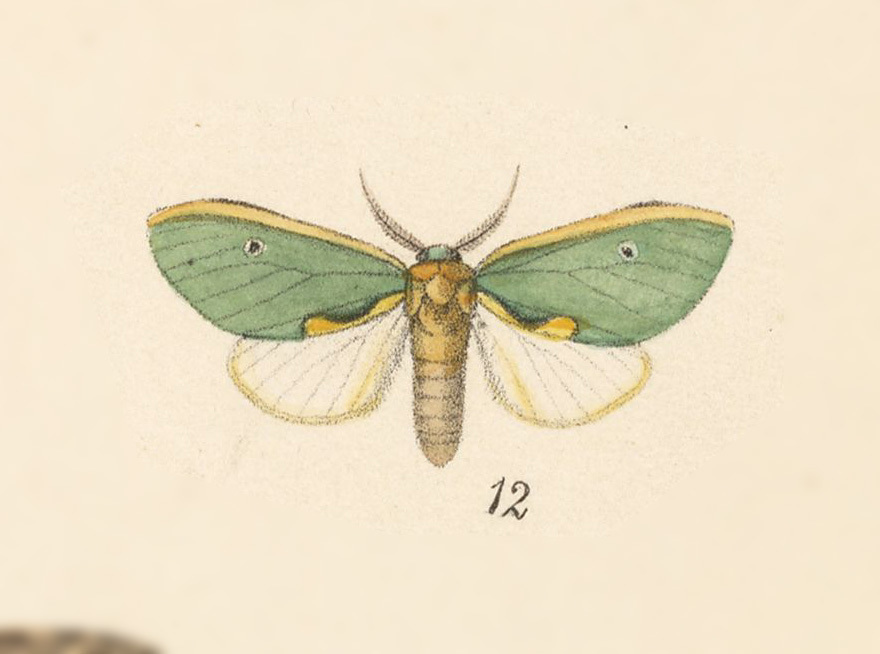 Mosera aethra