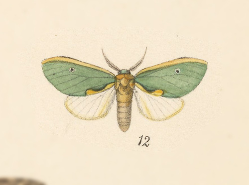 Mosera aethra